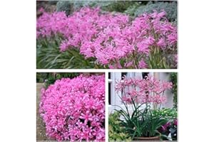 HUMPHREYS GARDEN Nerine Bowdenii Flower Bulbs, Bowden Lily (5) Delicate Pink Summer Flowers Easy to Grow