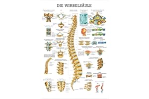 RÜDIGER Sport-Tec Die Wirbelsäule Lehrtafel Anatomie 100x70 cm medizinische Lehrmittel