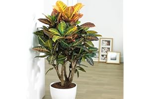 Codiaeum Petra - Croton pour Maison ou Bureau Arbrisseau d'Intérieur Vivant en Pot de 13 cm