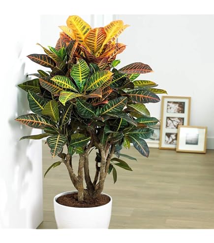 Maranta Fascinator Tricolore | Pianta Da Interno Colorata 20-30 Cm | Gardeners Dream - 2