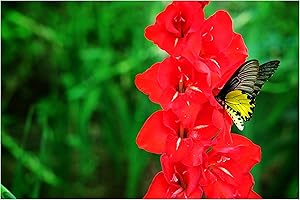 OLIWIER'S BULBS 10x Gladioli Traderhorn Large Summer Flowering Bulbs Red Gladiolus Easy to Grow Beautiful Sword Lily Garden Cut Flowers