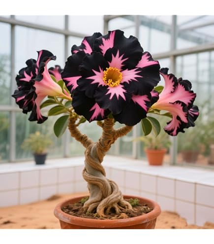 Wüstenrosen Kaufen WüStenrosen Rhizome,WüStenros Produktbild-Vorschau 11