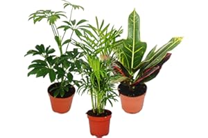 Set de 3 plantes d'intérieur - type 1-9cm