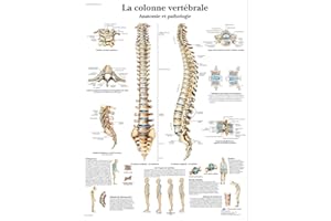 3B Scientific Modèle Anatomique Colonne Vertébrale