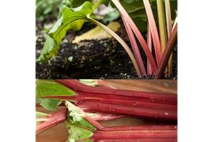 CARBETH PLANTS 2 x Rhubarb Crown 'Raspberry Red' - Ready to Plant Rhubarb Plant Perfect for The UK