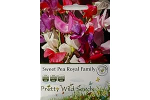 PRETTY WILD SEEDS Sweet Pea Royal Family Seeds in Pictorial Packet- Packed in The UK- 30 Seeds