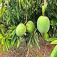 IXORA Mango Malgova Mulgoba Variety Grafted Aam Fruit Live Plants