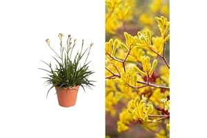 CARBETH PLANTS Kangaroo Paw Plant 'Beauty Yellow' - Anigozanthos in a 12cm Pot - House Plant (1 Plant)