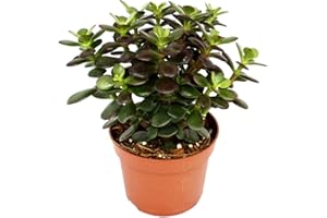 Exotenherz Crassula portulacea minor - Pfennigbaum - große Pflanze im 12cm