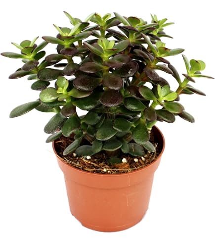 planting pots big Campania Coin Pot Planter, Tall, Set of 4 - 8416-23904