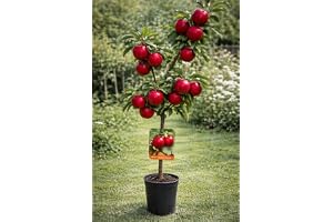 Malus "Super Starking" äppelträd 100–140 cm – robust äpple, vinteräpple, fruktträd för trädgård och terrass