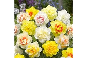 ALASINES Decorazioni Paesaggistiche Profumate,Bulbi Di Narciso A Fiore Grande,Bulbi Di Narciso,Narcisi, Possono Decorare Bonsai,Daffodil Bulbi-15 Lampadine,c
