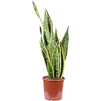 Bogenhanf - Sansevieria trifasciata Laurentii - Höhe ca. 65 cm, Topf-Ø 17 cm
