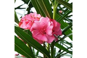 LAMPHLE 50 Unids/bolsa Semillas de Oleander Natural Evergreen Color Mezclado Alta Germinación No-GMO Semillas de Nerium Flor Fruta Árbol Semillas Vegetales semillas de adelfa nerium