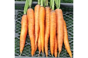 THE SEED SHED Carrot Autumn King 2 Seeds – Large, Sweet & Crisp Roots – High-Yield & Cold Hardy – Fresh Tasty Vegetables – for Your Kitchen Garden