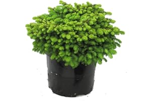 HARRO'S PFLANZENWELT Picea abies Little Gem - Nestfichte