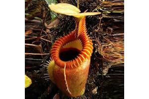 Haloppe 120 Stück Nepenthes-Blumen, Pflanzensamen für die Hausgartenbepflanzung, Samen seltener Nepenthes-Fliegenfalle, Balkon, fleischfressende Topf-Bonsai-Pflanze