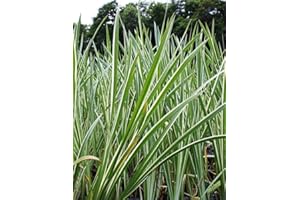 2er-Set - Acorus calamus 'Variegatus' - weißgrüner-gestreifter Kalmus - Wasserpflanzen Wolff