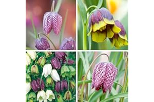 Hardy Spring Flowering Bulbs Fritillaria, Mixture of Fritillaries, Garden Borders, Patios & Cottage Gardens, Naturalising Bulbs, 20 x Fritillaria Spring Bells Bulbs by Thompson & Morgan
