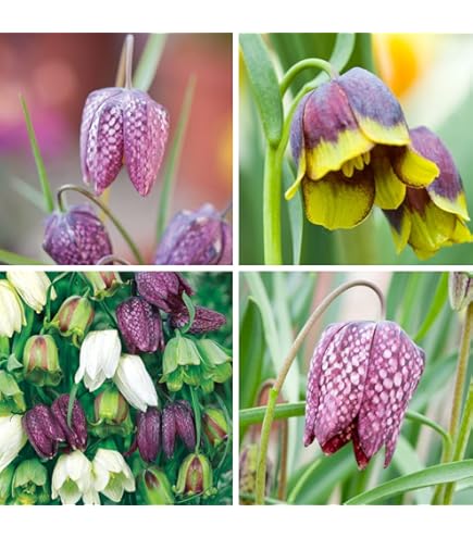 These Beautiful Fritillaries Are Perfect For Spring Flower Displays: Here's How To Grow Them And The Most Striking To Plant | Gardens Illustrated
