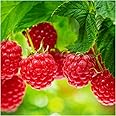 10 'Autumn Bliss' Red Raspberry Cane/Rubus Idaeus 'Autumn Bliss', Big & Tasty 3fatpigs®