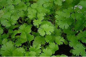Lot de 200 Graines de Coriandre Cultivée - Plante aromatique qui relève vos plats - Très facile à cultiver - Plante Annuelle - Grande Qualité Gustative - Semences Reproductibles