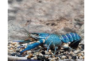 GARNELIO TIERE Garnelio - 1 Paar Rotscherenkrebs - Cherax quadricarinatus