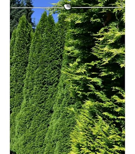 Thuja Smaragd 180-200 cm. 5 Lebensbume. Immergrn, Winterhart, Sichtschutz  : Amazon.de: Garten