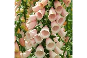 FLOWERSEEDSUK 250 Digitalis Purpurea Apricot Foxglove Seeds - 250 Seeds