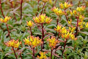 GROW YOUR SECRET GARDEN Orange Fetthenne 70 Samen, Sedum Floriferum, Mauerpfeffer