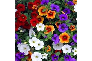 LNuyoah 200Pièces graines de pétunia mélangées exotiques vivaces fleur ornementale fleurs colorées décorer la cour du jardin créer de beaux paysages de jardinage