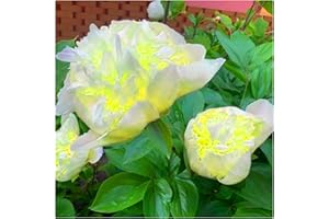 SSNSFX Perennial, Brilliant Peony Bulbs,for Stunning Garden Displays-2 Bulbs-D