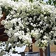 M-Tech Gardens Rare Bougainvillea Flowering Plant (White Climber, Hybrid) Exotic 1 Live Flowering Plant