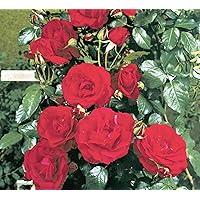 'Baikal' -R-, Kletterrose im 4 L Container