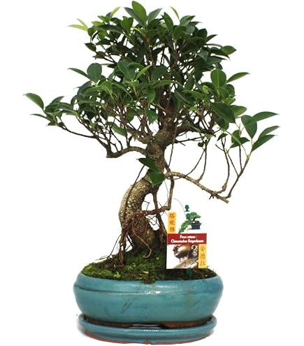 Exotenherz - Bonsai - Serissa - Junischnee - Kugel-Form - ca. 6 Jahre :  Amazon.de: Garten
