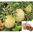 Aegle marmelos || bael fruit || stone apple fruit live plant grafting for Planting Pack of 1
