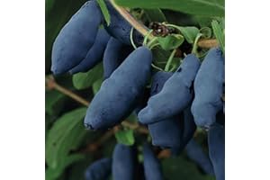 BAUMSCHULE WEDROWSKI W Kamchatka Hedge Cherry Honeybee 1L Garden Plant with Beautiful Flowers - The Perfect Decoration for Your Property - For Beginners and Professional Gardeners - Delicious and Healthy Fruit