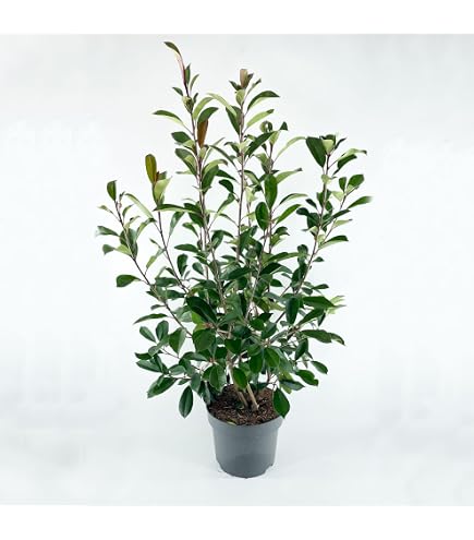 Glanzmispel 'Camilvy' - Photinia Fraseri 'Camilvy' - 40-60 cm Topf -  Immergrne Pflanze mit rotem Austrieb : Amazon.de: Garten