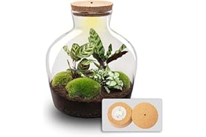 URBANJNGL Kit DIY Terrarium • Fat Joe • Écosystème avec Plantes • ↑ 30 cm