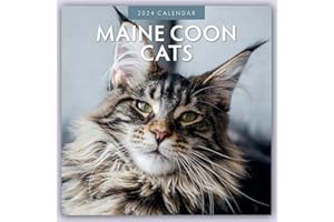 Maine Coon Cats 2024 Square Wall Calendar