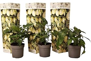 Plant in a Box - Solanum Muricatum 'Pepino gold' - Melone pera - Set di 3 - Vaso 9cm - Altezza 25-40cm