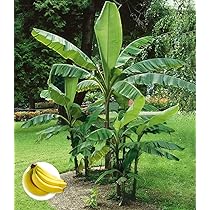 Bananenerde 20 L - Aus 100% nachwachsenden Rohstoffen - Erde fr  Bananenpflanze - Mit Bananen Dnger und Wurzelaktivator - Plumeria Erde -  Bananenstaude, Strelizie, Musa : Amazon.de: Garten