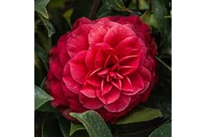 GARDENERSDREAM Camellia Japonica 'Principessa Baciocchi' Outdoor Garden Shrub Plant in Pot (9cm Pot, 20-30cm)