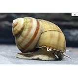 Teich Sumpfdeckelschnecke, 3 st. + 1 NH TOXEX Ball - (Faden) Algen und Laubfresser/Gesundheitspoilzei im Gartenteich!