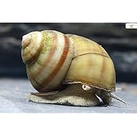 Teich Sumpfdeckelschnecke, 3 st. + 1 NH TOXEX Ball I Algen und