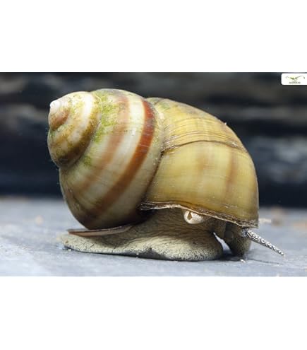 Tip van : Natuurlijk algen bestrijden in je aquarium