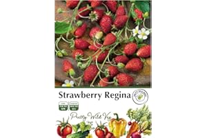 PRETTY WILD SEEDS Strawberry Regina Seeds in Pictorial Packet - 200 Seeds