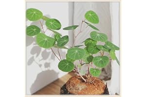 YGHESFDE Stephania erecta bulbo/stephania erecta planta/Plantas en maceta/Jardín/Vertical/Plantación simple/Plantas trepadoras-5bulbos-C