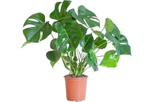 BloomPost Monstera Deliciosa - 50-60 cm Indoor Plant - Low Maintenance House Plant - Easy to Grow Home Office Plants - Perfect for Clean Air - Pot Not Included