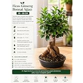 Ficus Ginseng Bonsai Ağacı Saksı, 20-30 cm | &Ouml;zel Ginseng K&ouml;k Yapısı, İ&ccedil; Mekan Bitkisi
